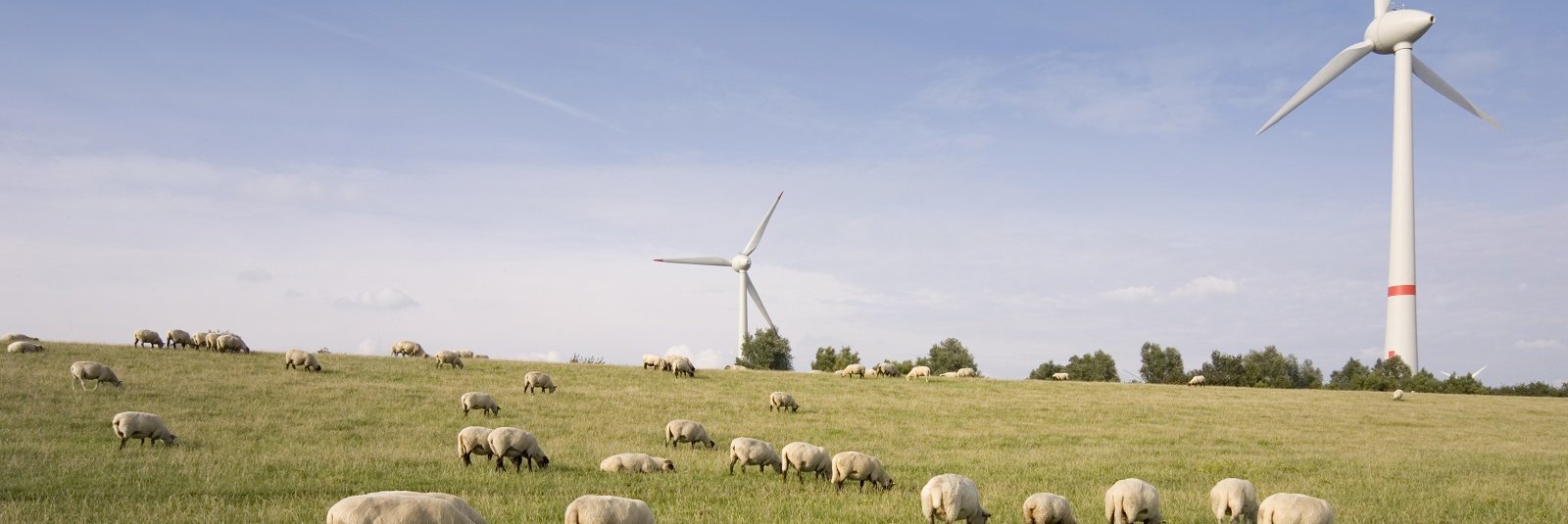 Windkraftanlagen und Schafe am Deich