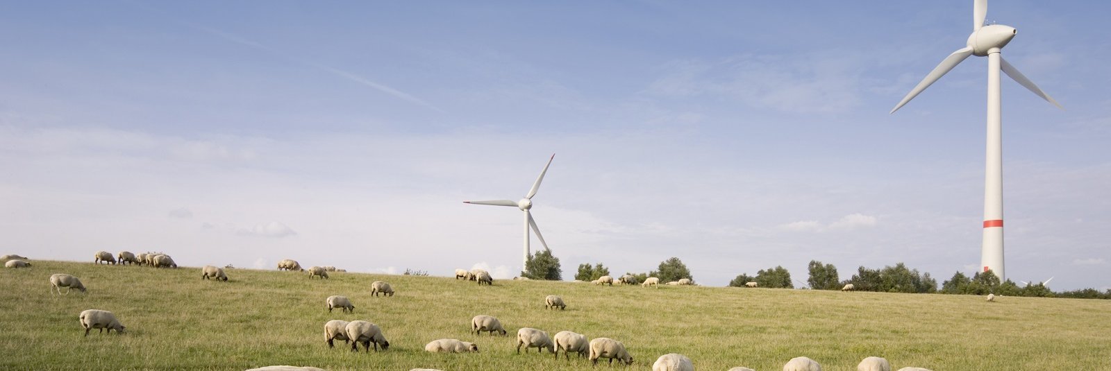 Windkraftanlagen und Schafe am Deich