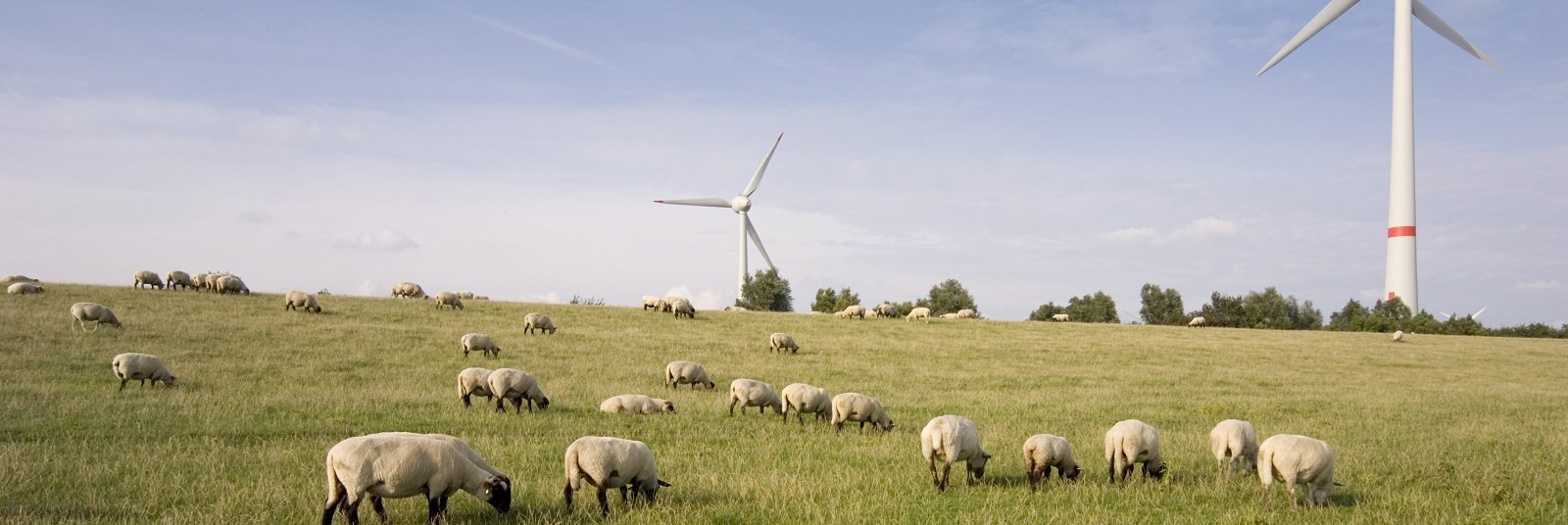 Windkraftanlagen und Schafe am Deich