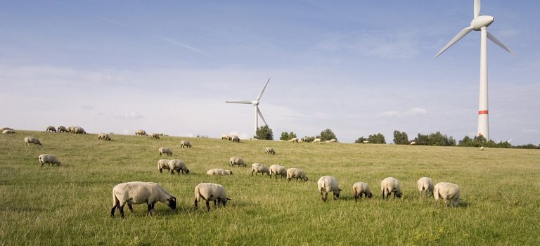 Windkraftanlagen und Schafe am Deich