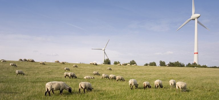 Windkraftanlagen und Schafe am Deich