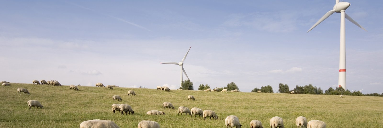 Windkraftanlagen und Schafe am Deich